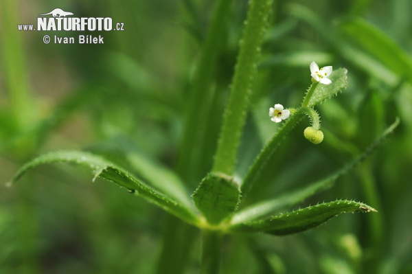 Amor de hortelano - Apelagos - Galio con tres flores - Galium pequeño