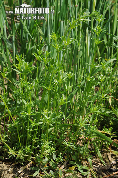 Amor de hortelano - Apelagos - Galio con tres flores - Galium pequeño