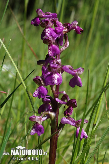 Anacamptis morio