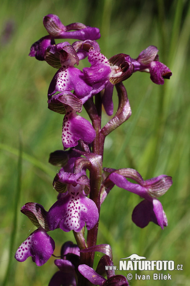 Anacamptis morio