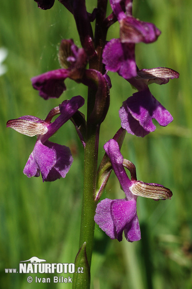 Anacamptis morio