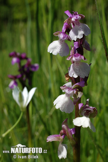 Anacamptis morio