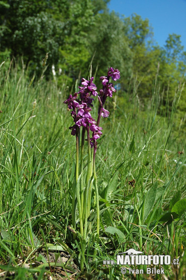 Anacamptis morio