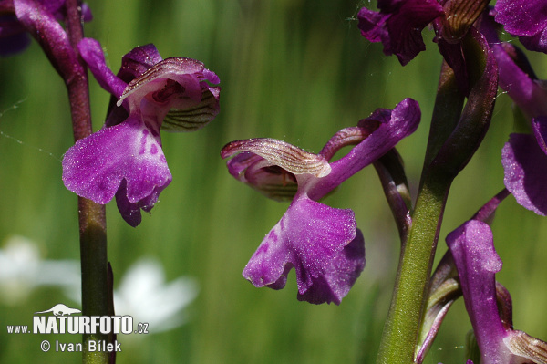 Anacamptis morio