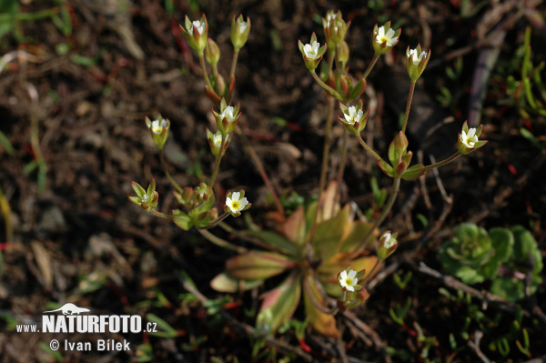 Androsace elongata