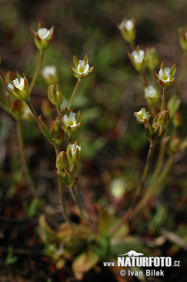 Androsace elongata