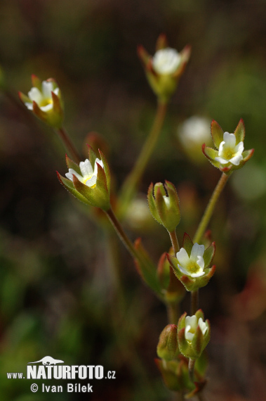 Androsace elongata