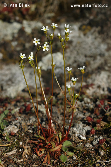 Androsace septentrionalis