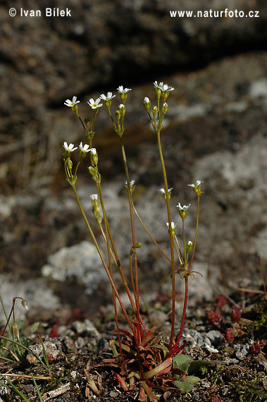 Androsace septentrionalis