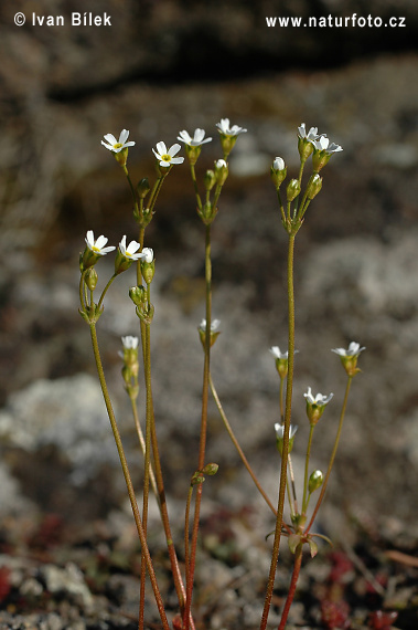 Androsace septentrionalis