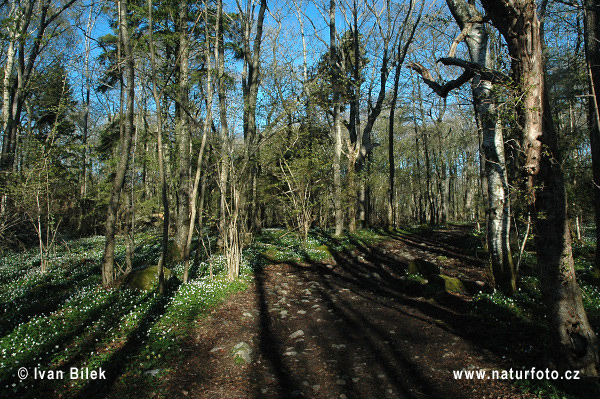 anémona de bosque