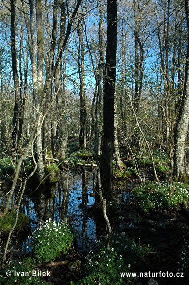 anémona de bosque