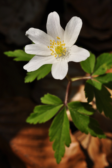 anémona de bosque