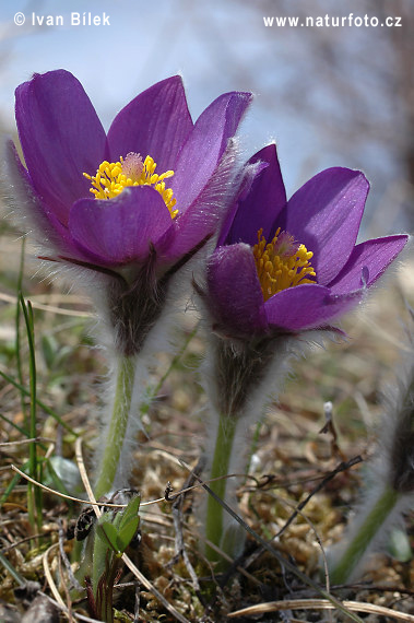 Anémone de prairie