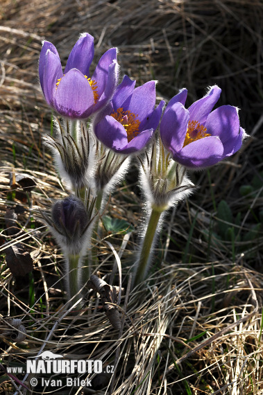 Anémone de prairie