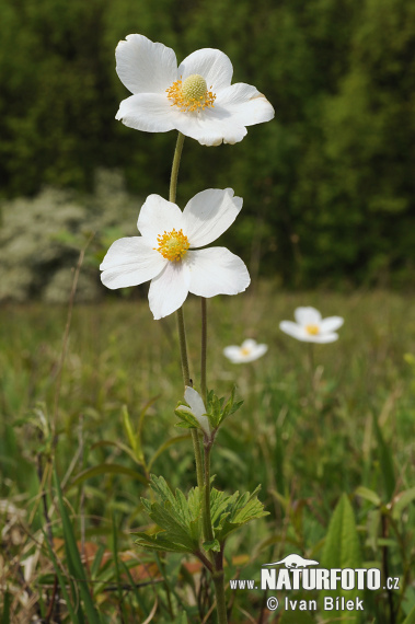 Anémone des forêts - Anémone sauvage - Anémone sylvestre