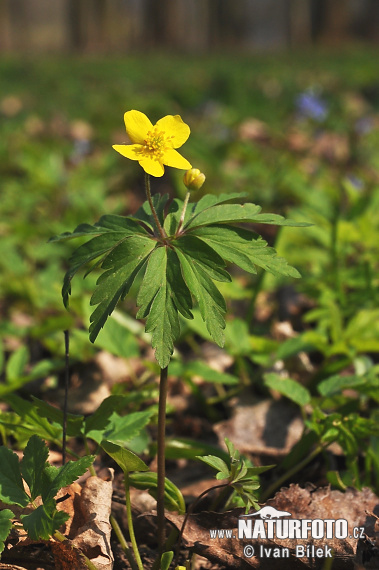 Anemone giallo