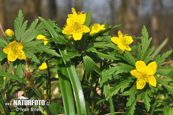 Anemone giallo