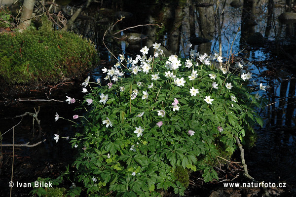 Anemone nemorosa