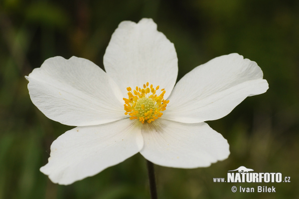 Anemone pratensis