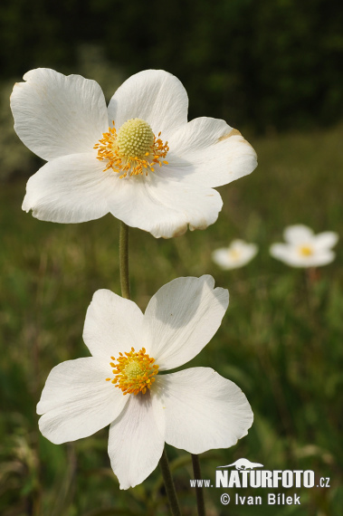 Anemone silvestre