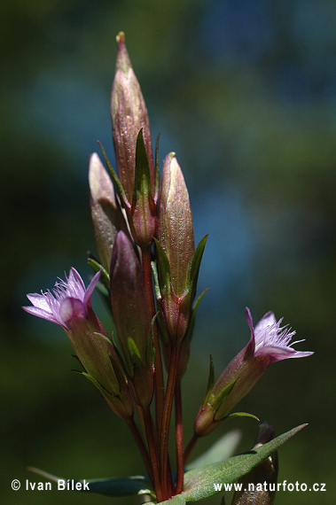 Ängsgentiana