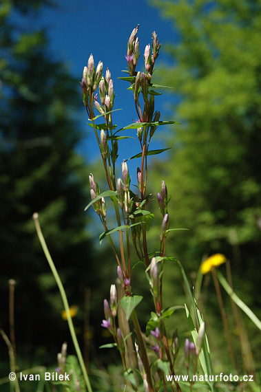 Ängsgentiana