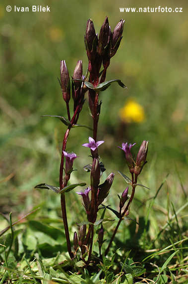 Ängsgentiana