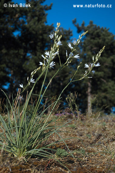 Anthericum liliago