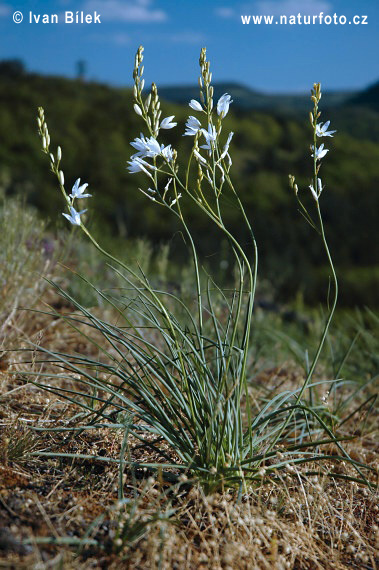 Anthericum liliago