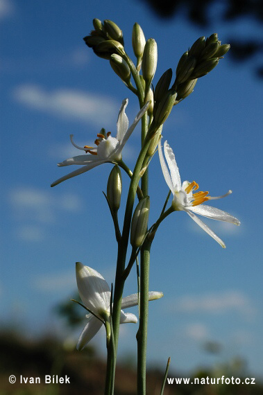 Anthericum liliago