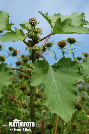 anthium riparium Itz. et Hertsch var. albinum Widder