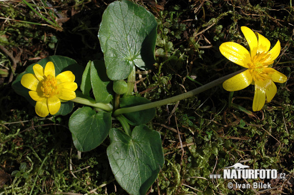 anunculus ficaria subsp. nudicaulis Kerner Rouy et Foucaud S