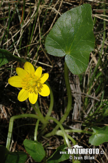 anunculus ficaria subsp. nudicaulis Kerner Rouy et Foucaud S