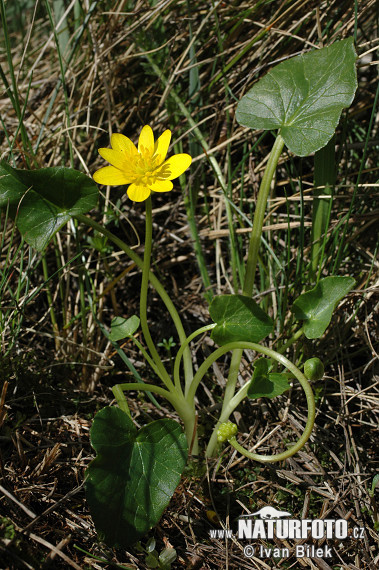 anunculus ficaria subsp. nudicaulis Kerner Rouy et Foucaud S