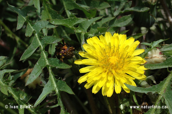 araxacum silesiacum Haglund S