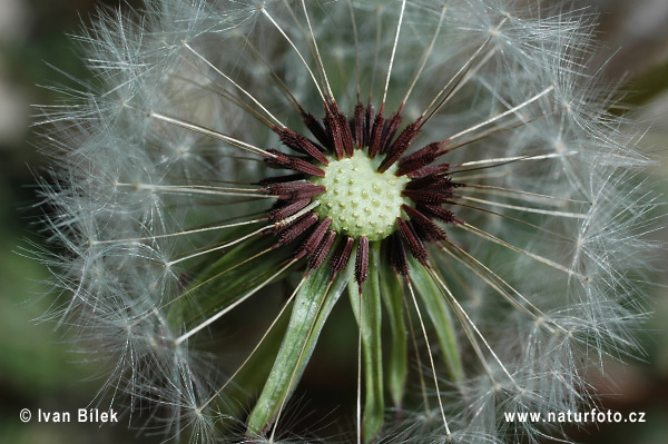 araxacum silesiacum Haglund S