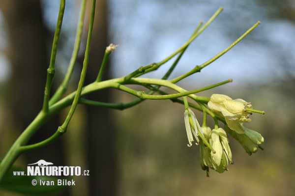 ardamine enneaphyllos L. Crantz