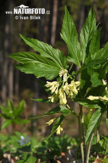 ardamine enneaphyllos L. Crantz