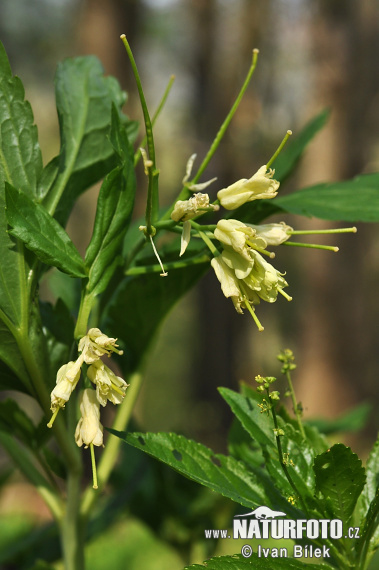 ardamine enneaphyllos L. Crantz