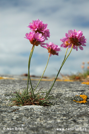 Armeria maritima