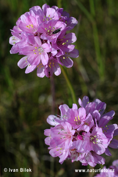 Armeria maritima