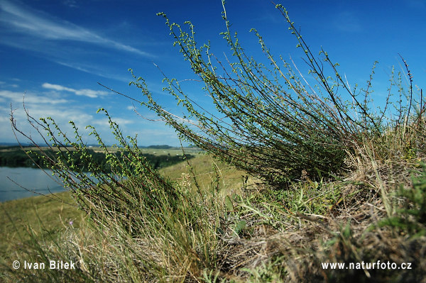 Artemisia campestris