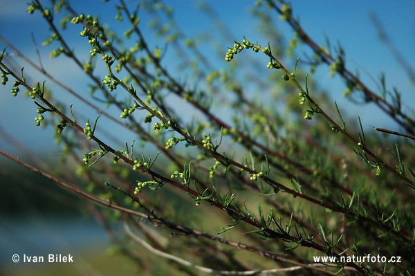 Artemisia campestris