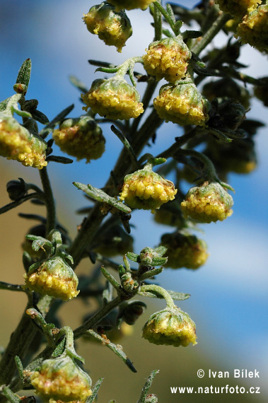 Artemisia pontica