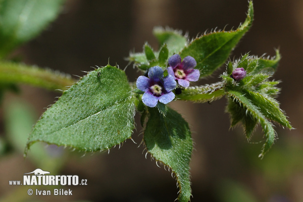 Asperugo procumbens