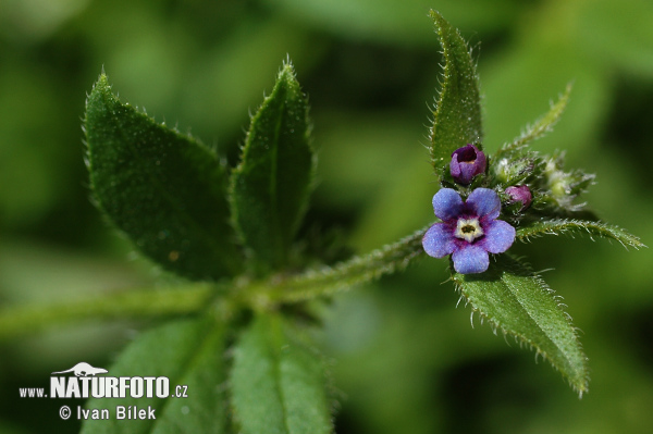 Asperugo procumbens