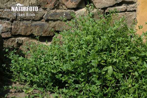 Asperugo procumbens