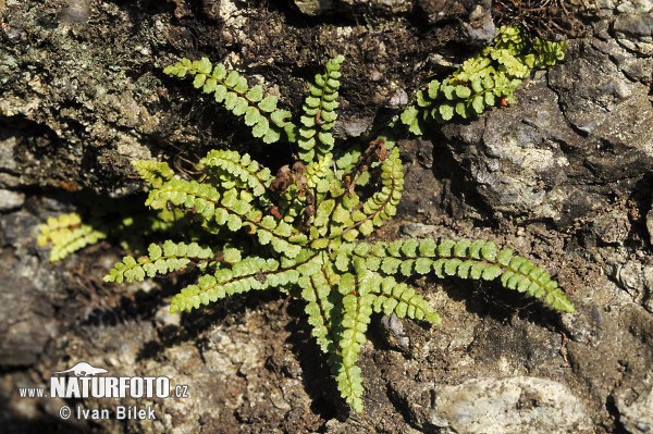 Asplenio ibrido