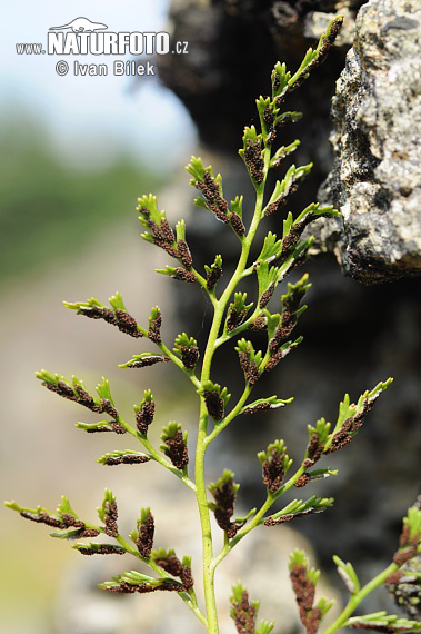 Asplenium cuneifolium